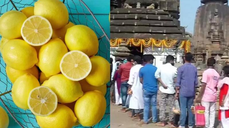Lemon offered to Lord Shiva was auctioned for ₹35,000 news in hindi