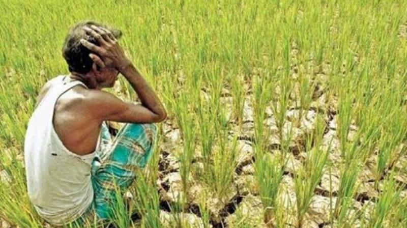 15-30 percent rabi crop damaged due to lack of rain in Himachal Pradesh