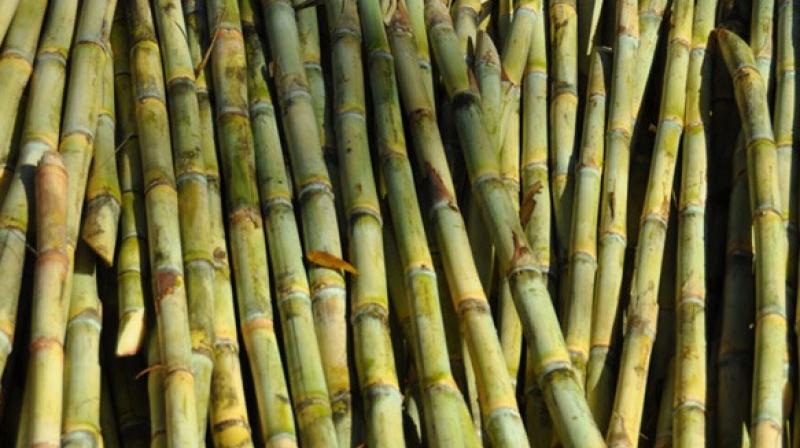 Haryana hikes sugarcane price by Rs 10 to Rs 372 per quintal