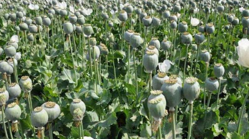 Opium cultivation busted in Punjab, BSF and punjab police caught a smuggler with 14.47 kg news in hindi