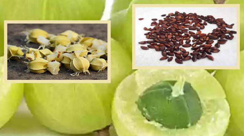 Amla seeds are beneficial for hair, know its benefits news in hindi