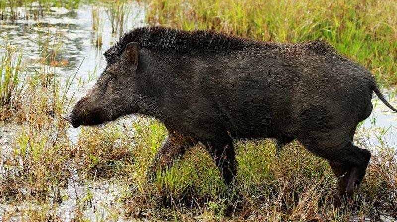 Jharkhand News Wild pig attacks people in Simdega, one dead, nine injured, prohibitory order imposed