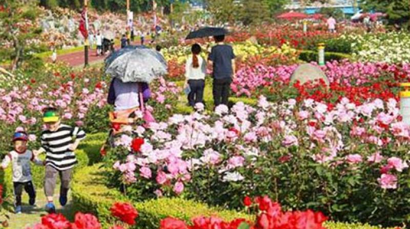 52nd Rose Festival Organized In Chandigarh latest news in hindi