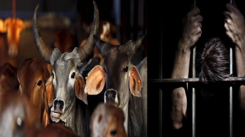 Noida: Two people arrested for smuggling cattle