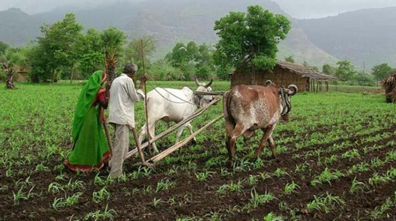 Tamil Nadu introduces organic farming policy, stresses on promoting chemical free farming