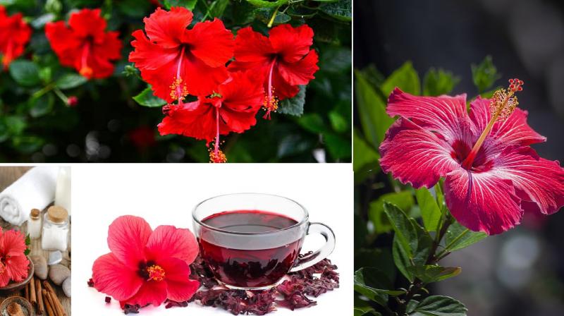  Hibiscus flower is beneficial, know its health benefits news in hindi