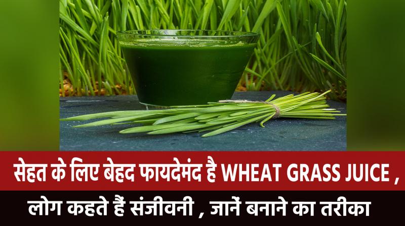 Wheat grass juice is very beneficial for health, people say Sanjivani, learn how to make