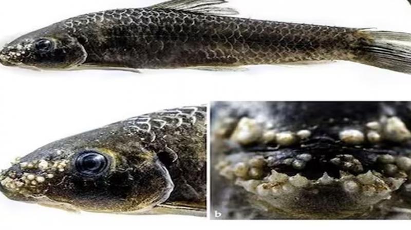 Indian researchers discovered new species of freshwater fish