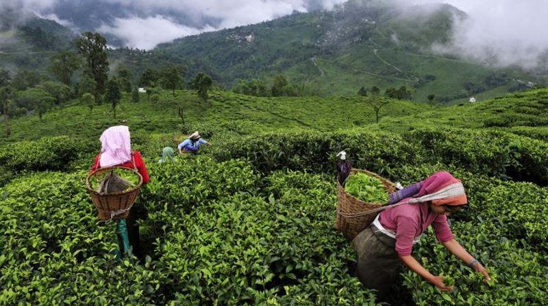 Tea production declined by nearly four percent in August to 17.79 crore kilograms.
