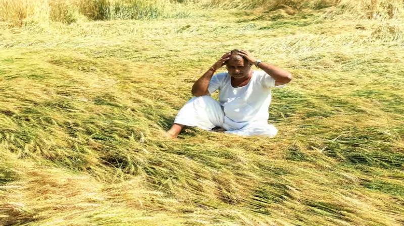 Some damage to rabi crops due to unseasonal rains, report awaited from states: Center