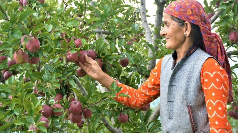 ADB approves $130 million loan to promote horticulture in Himachal