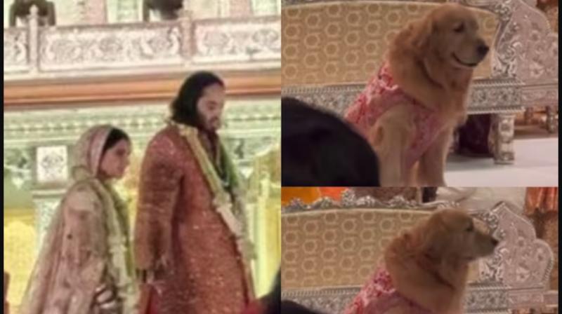 Anant's Pet Dog Steals The Show At Wedding In Adorable 'Sherwani'; Video Goes Viral News