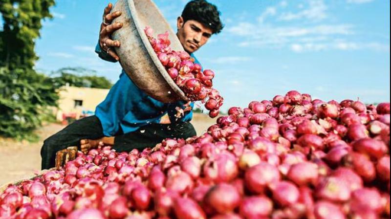 Government is planning to buy five lakh tonnes of onion for buffer stock News In Hindi