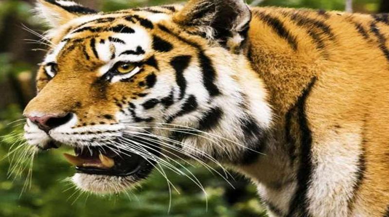 Two killed in tiger attacks in Uttarakhand's Pauri in four days, night curfew in the area