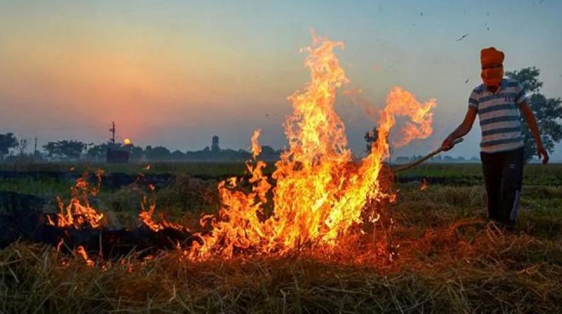 Government's big warning to farmers who burn stubble news in hindi