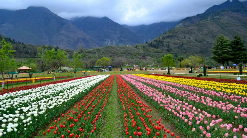 Asia largest tulip garden ready to welcome tourists News In Hindi