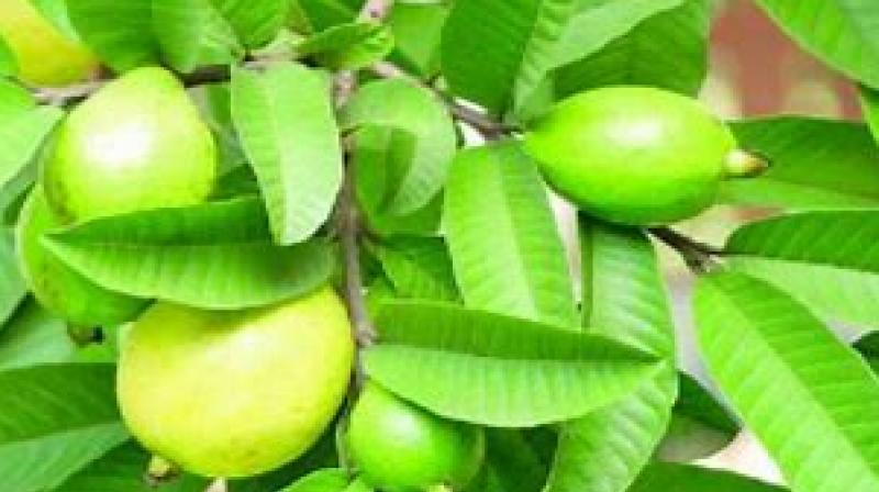 Health Tips: Guava leaves can get rid of rising cholesterol, how to know?