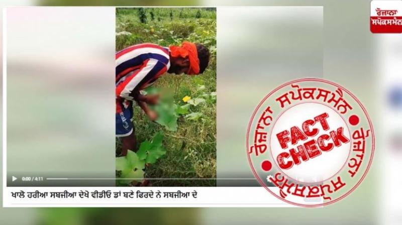 Fact Check: Vegetables are being grown by injection! Know the real truth of this viral video