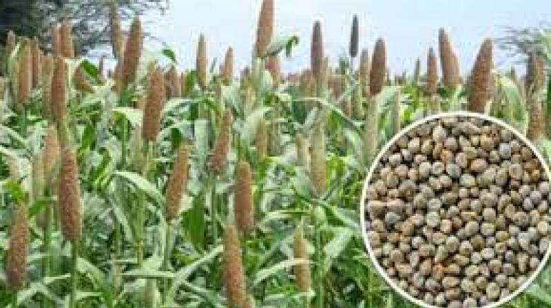 Nepal ready to cooperate with India to promote millet cultivation, consumption